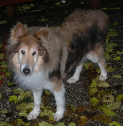 Wayward Collie NorCal Collie Rescue
